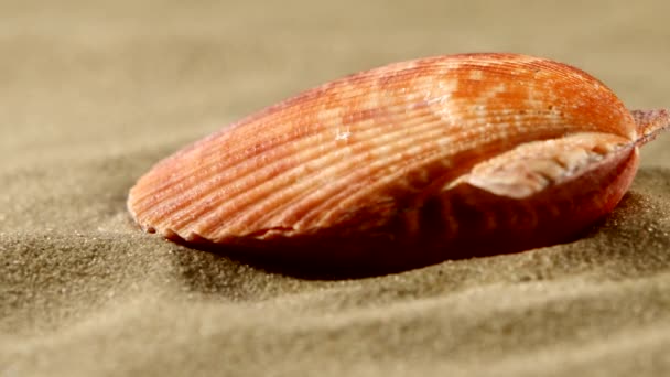Coquille océanique sur sable, gros plan, rotation — Video