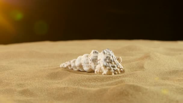 Unusual sea shell, white, on sand, yellow light, close up, rotation — Stock Video