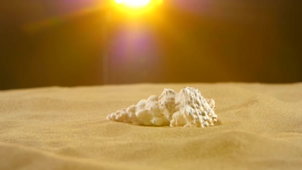 Coquille marine inhabituelle, blanche, sur sable, lumière jaune au dos, gros plan, rotation — Video