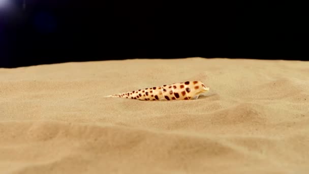 Coquille de mer inhabituelle avec sable sur noir, rotation — Video