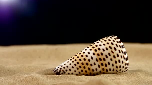 Tiger sea shell with sand, flyspecked, on black, back light, rotation — Stock Video