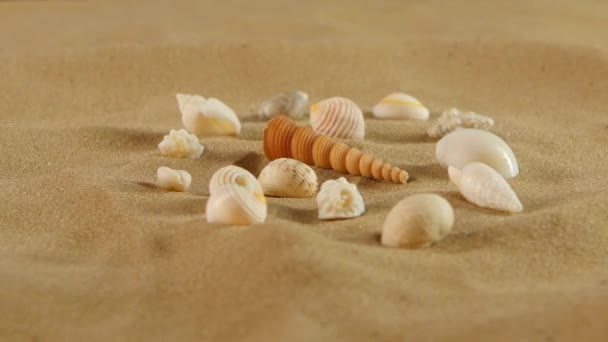 Conchas de mar diferentes em areia de praia, rotação — Vídeo de Stock