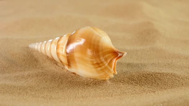 Coquille de mer longue avec sable, rotation, gros plan — Video