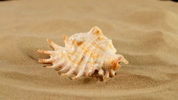 Marine seashell on sand, rotation, close up — Stock Video