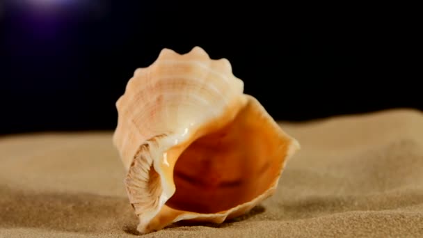 Conchiglia marina insolita su sabbia, nero, rotazione, macro, primo piano — Video Stock