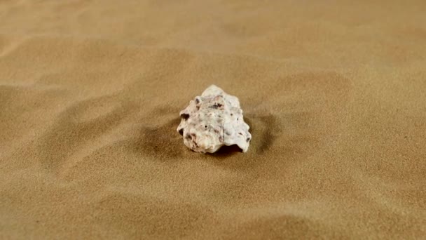 Schöne Muscheln auf Sandhintergrund, Rotation — Stockvideo