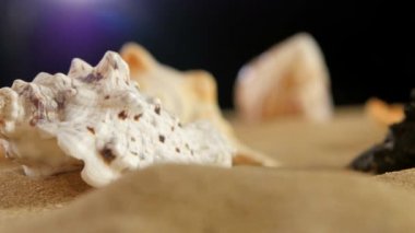 Farklı deniz kabukları ve denizyıldızı plaj kum, rotasyon, yakın