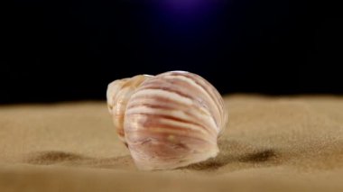 Açık pembe deniz kabukları kum ve arka ışık, rotasyon, siyah