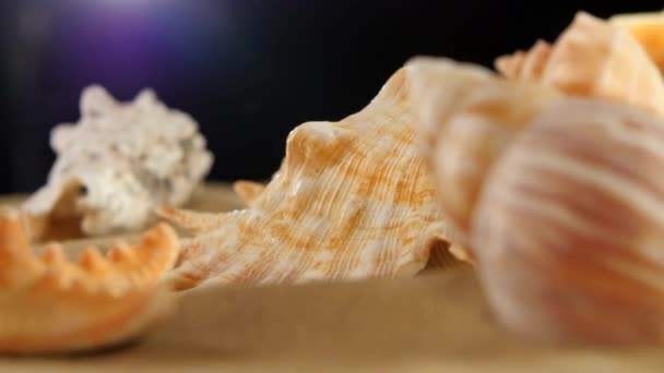 Different sea shellsand starfish on beach sand, black, rotation, close up — Stock Video