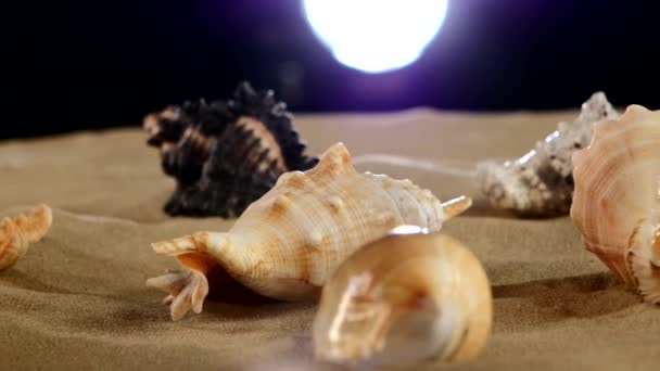 Beautiful sea shellsand starfish on beach sand, black, back light,  rotation — Stock Video