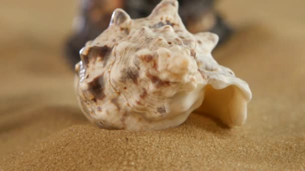 Veel verschillende Sea shellsand Starfish op strand zand, zwart, rotatie, dynamische verandering van focus — Stockvideo