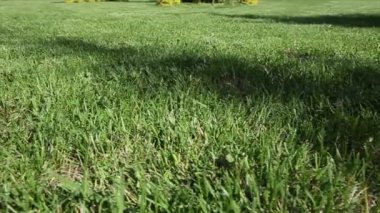 Arka plan için yeşil çim. Dolly vurdu.