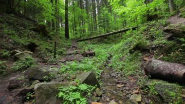 Ormanın içinde küçük dere.