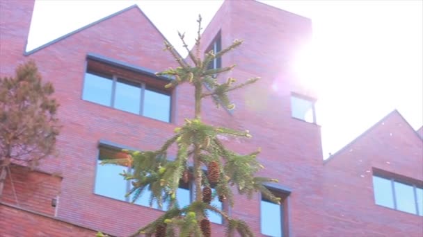 Bina ve Ladin. Güneş parlamak — Stok video