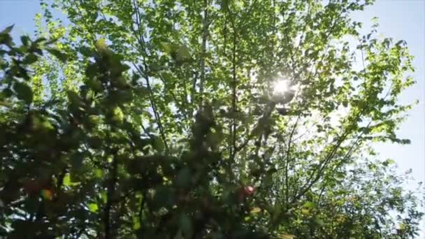 Éclairage solaire dans les bouleaux .