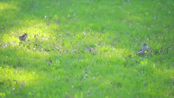 麻雀在草坪上 — 图库视频影像