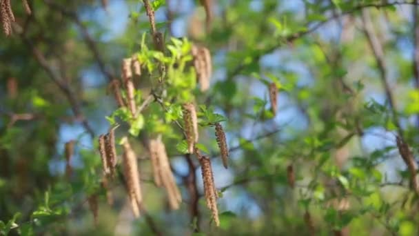 Berk knoppen op groene achtergrond — Stockvideo