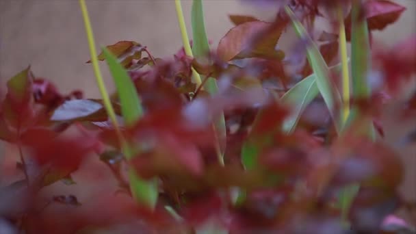 Três tulipas vermelhas em um fundo verde — Vídeo de Stock