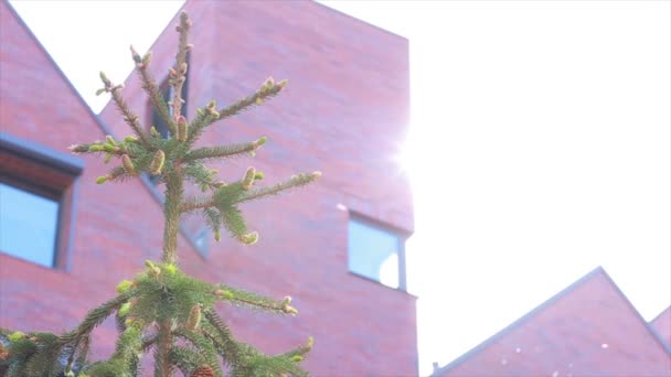 Edificio y abeto. Deslumbramiento solar — Vídeo de stock