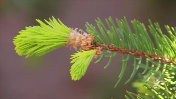 Giovane ramo di pino su sfondo marrone — Video Stock