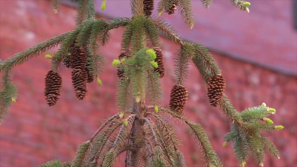 Cônes sur épinette un fond rouge — Video