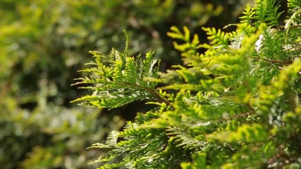 branche cupressocyparis sur fond vert 