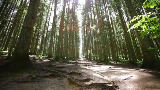 Strada attraverso una foresta spaventosa in estate vicino al luogo di riposo — Video Stock