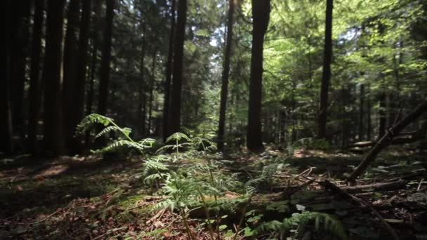 Samambaias e tocos na floresta — Vídeo de Stock