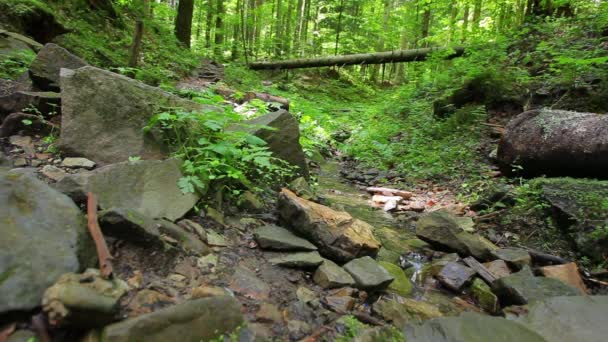 Pequeno riacho na floresta . — Vídeo de Stock