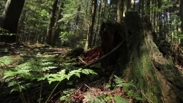 Ormbunkar och stubbe i skogen — Stockvideo