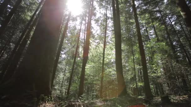 Hermoso bosque verde — Vídeos de Stock