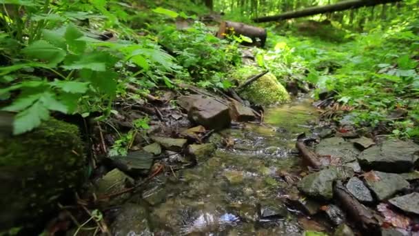 Kleine kreek in het hout. — Stockvideo