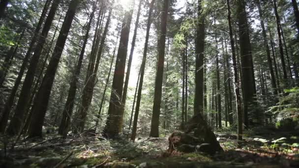 Bela floresta verde — Vídeo de Stock