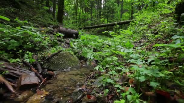 Pequeno riacho na floresta . — Vídeo de Stock