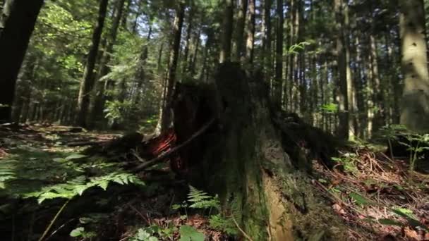 Samambaias e tocos na floresta — Vídeo de Stock