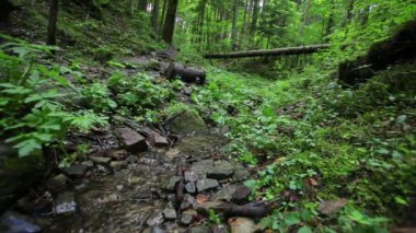 Ormanın içinde küçük dere.