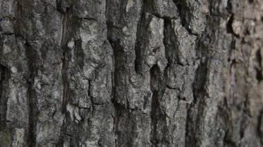 Karıncalar üzerinde kabuğu