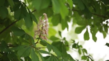 ağaçlarda yaprak hışırtı