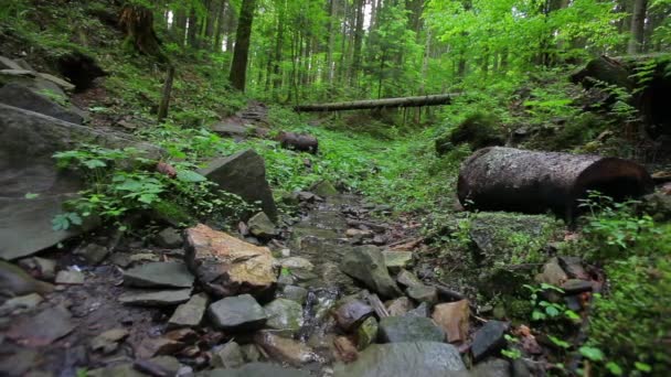 Kleine kreek in het hout. — Stockvideo