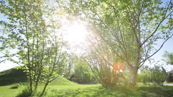 Solar flare in birch trees. — Stock Video