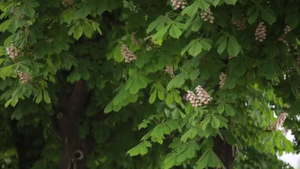 Laubrascheln an Bäumen — Stockvideo