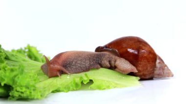 marul yaprağı yiyen bordo salyangoz
