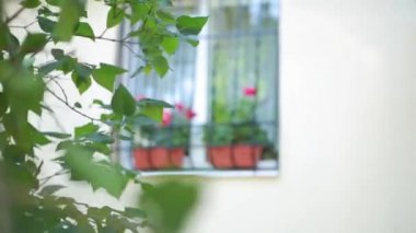 güzel pencere ile çiçek kutusu ve kepenkler