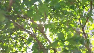 Orta ve ışık ışınları oluşturan bir güneş çerçeveleme ormanda taze yeşil yaprakları