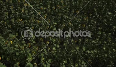 bir arka plan günbatımı üzerinde çiçek açan ayçiçeği tarlası. Hava atışı.