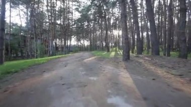 Orman ve güneşli gün sabah