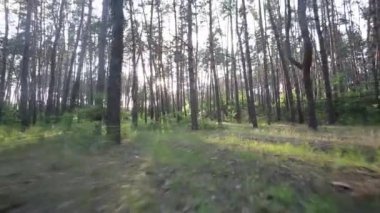 Orman ve güneşli gün sabah