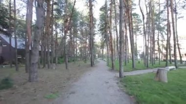 Orman ve güneşli gün sabah