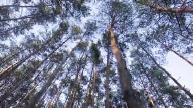 Orman ve güneşli gün sabah