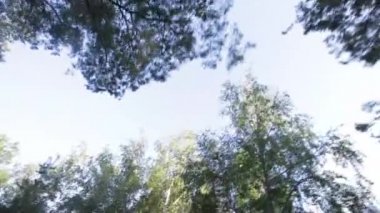Orman ve güneşli gün sabah